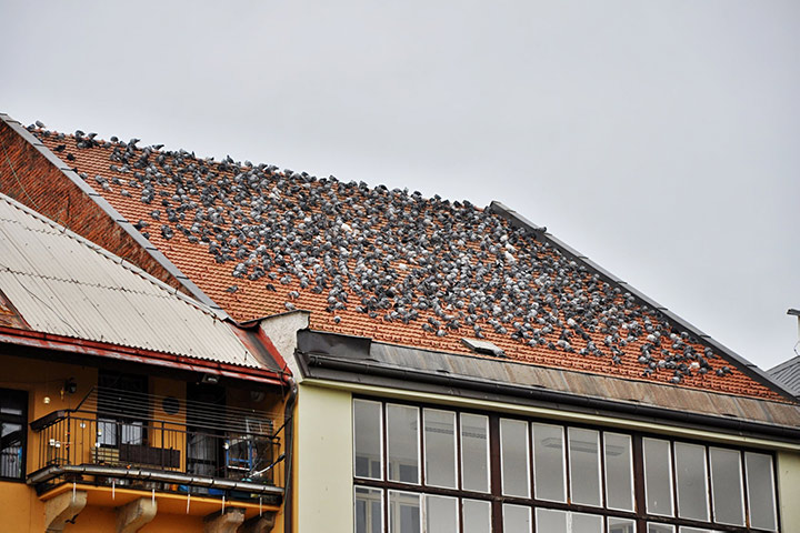 A2B Pest Control are able to install spikes to deter birds from roofs in Newington. 