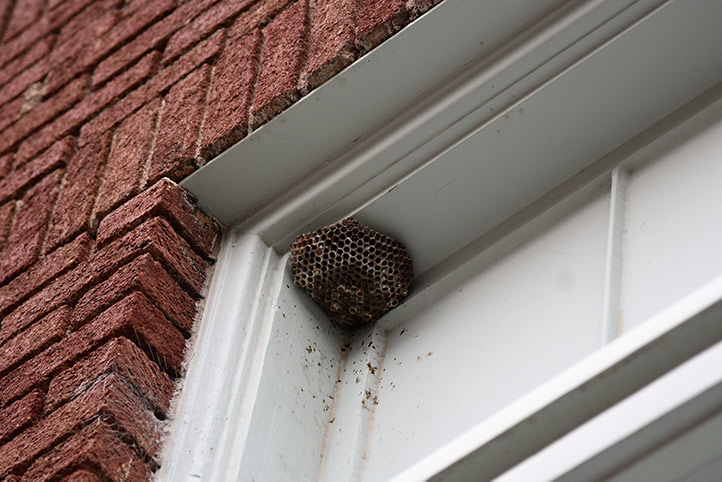 We provide a wasp nest removal service for domestic and commercial properties in Newington.